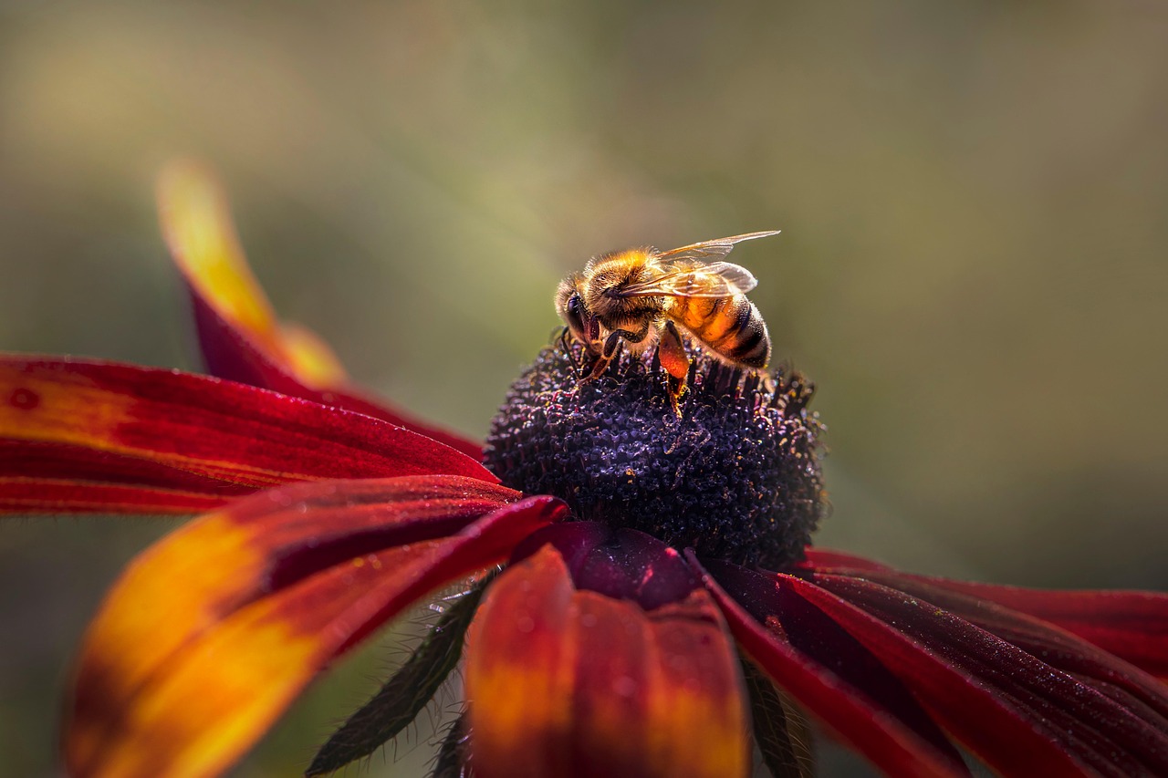 Fleur et abeille dans un potager sauvage