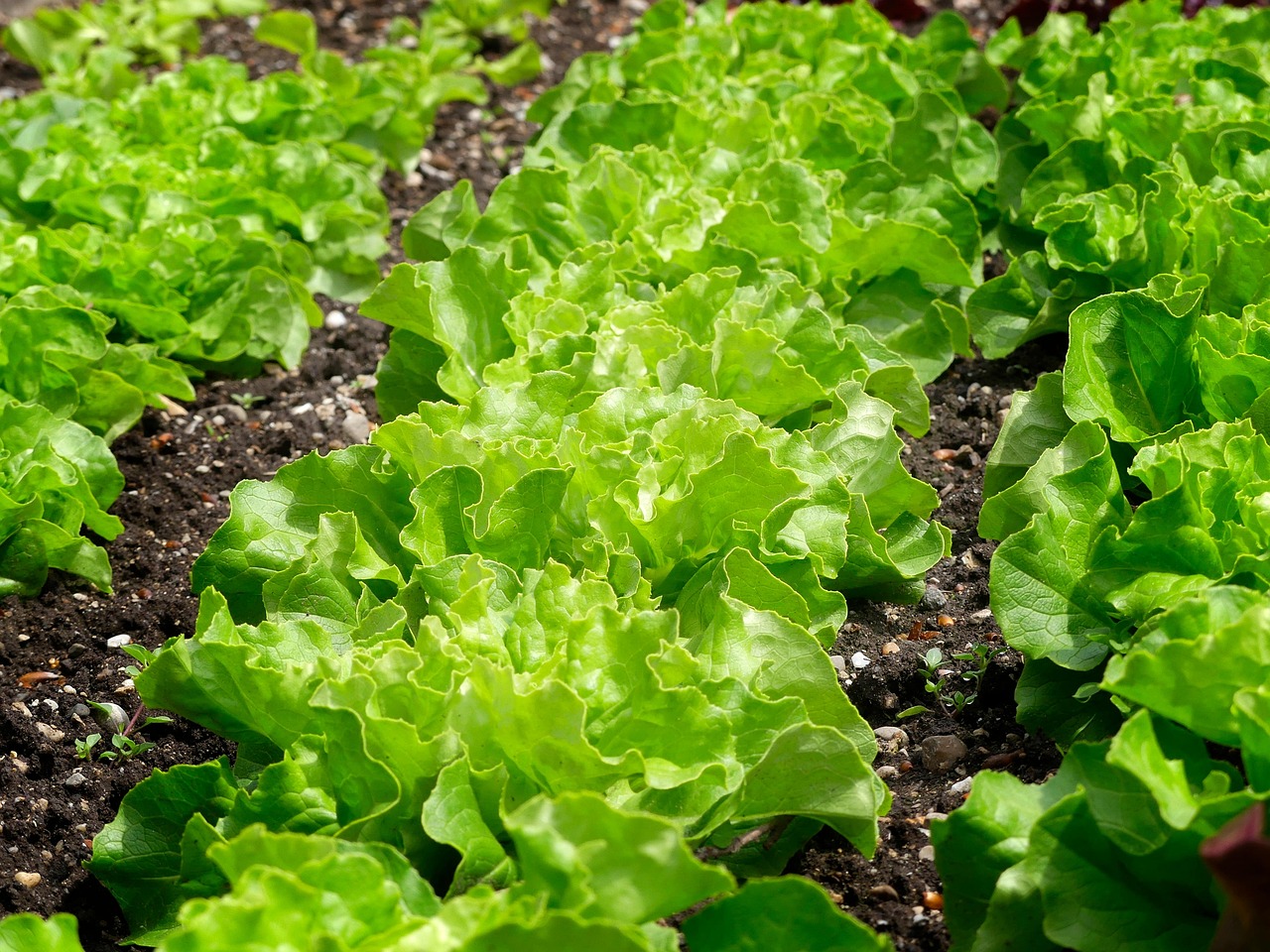 Carré potager en planches au printemps